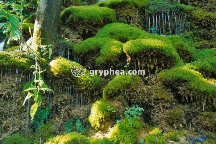 Mousses sur source pétrifiante - gryphea.org